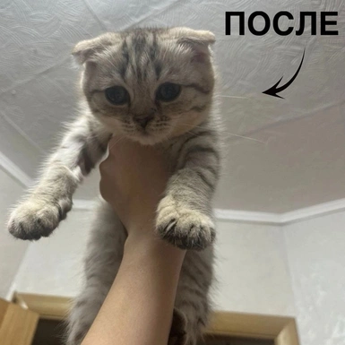 Герпесвирусная инфекция кошек