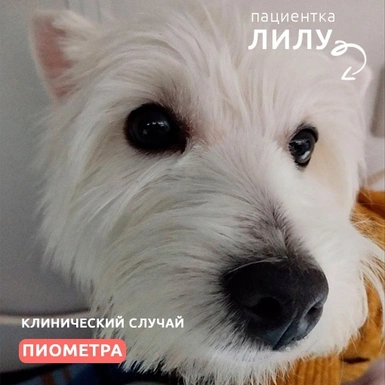 Пиометра у собаки
