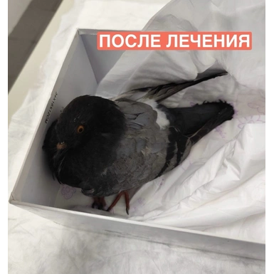 Спасение голубя в критическом состоянии