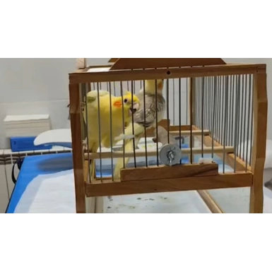 Приём попугаев
