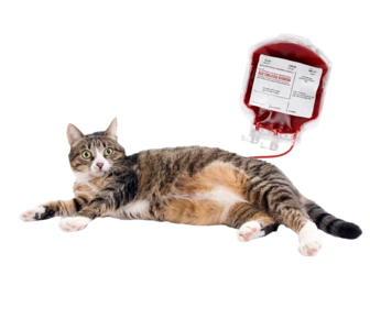 Переливание крови кошке