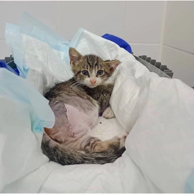 Котенок попал в двигатель пожарной машины