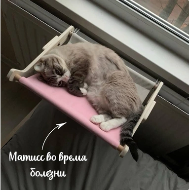 Инфекционный перитонит кошек