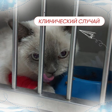 Выраженный запор у кота