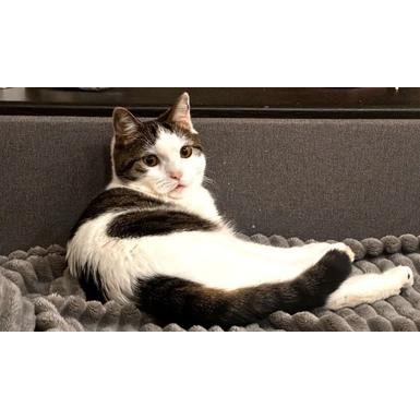 Почечная дисплазия у котенка