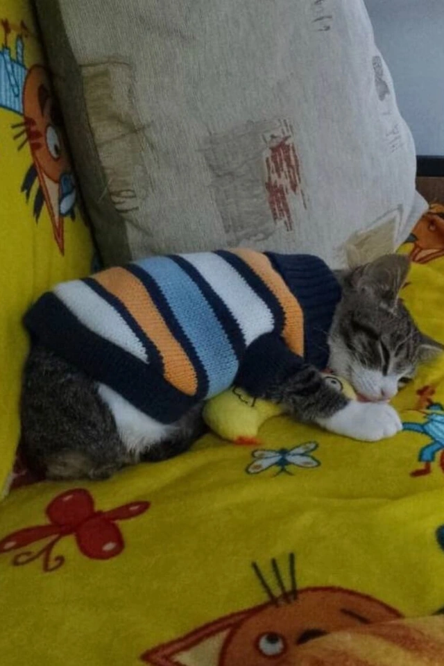 Котенок попал в двигатель пожарной машины фото 4