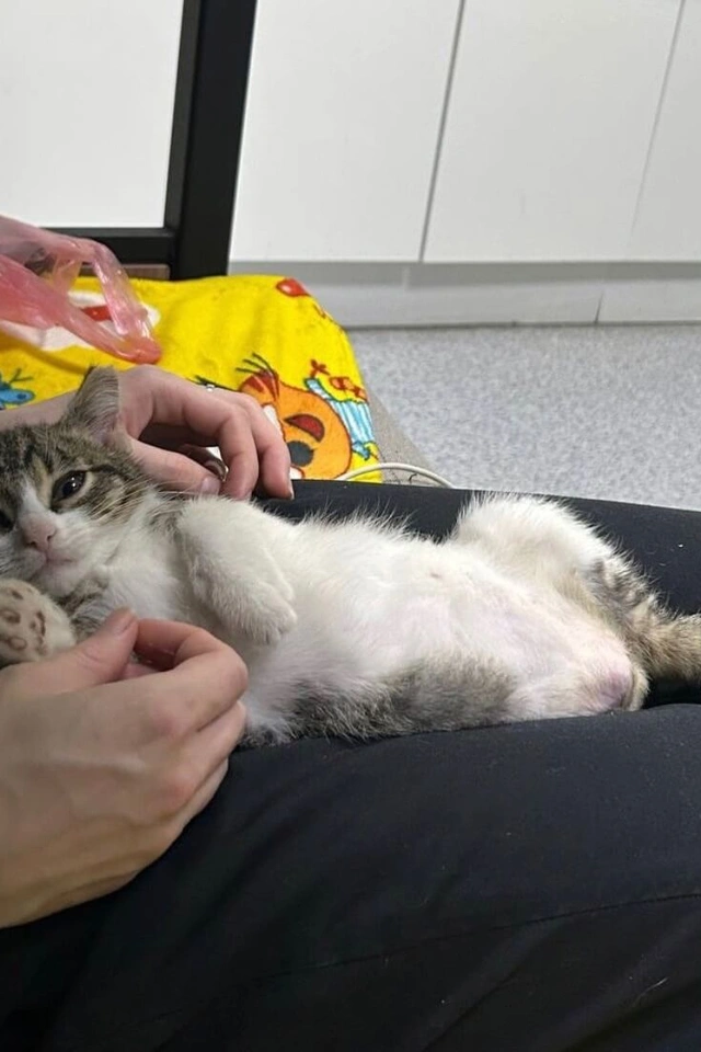Котенок попал в двигатель пожарной машины фото 3