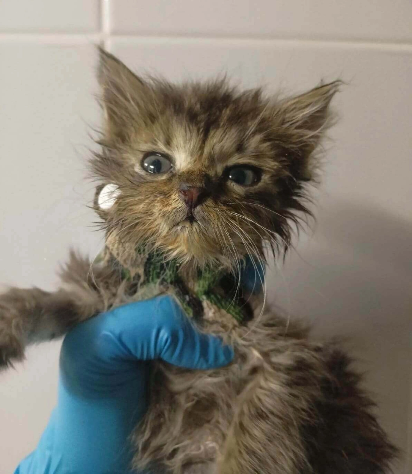 Наш пациент — котенок с панлейкопенией