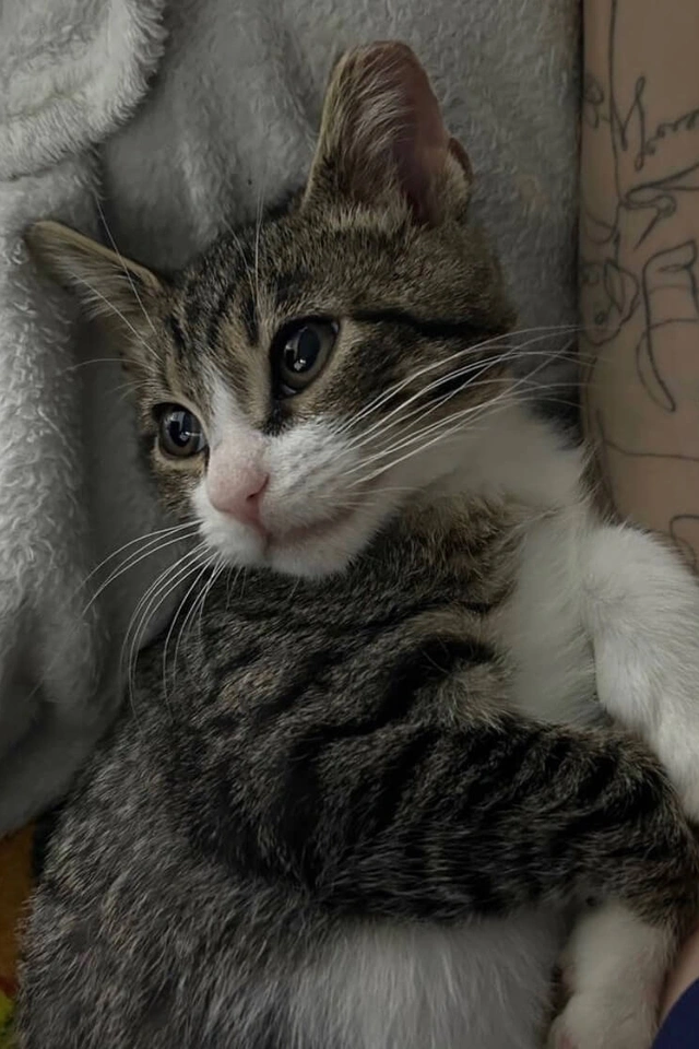 Котенок попал в двигатель пожарной машины фото 5