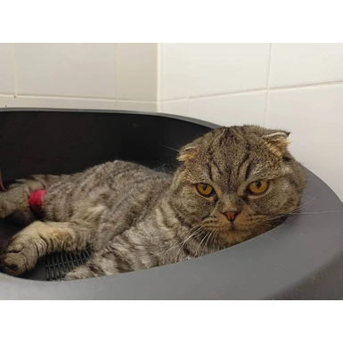 Панлейкопения кошек