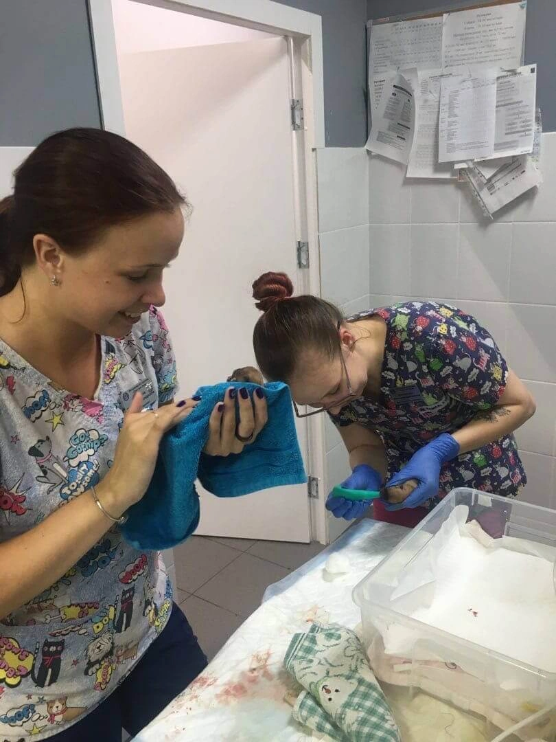 Прием родов у собаки и кошки фото 3