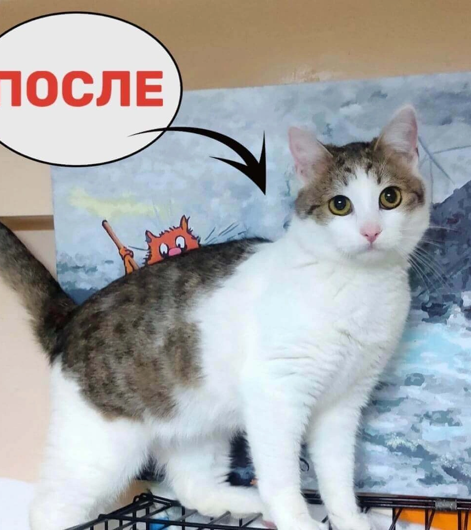  Кот после лечения