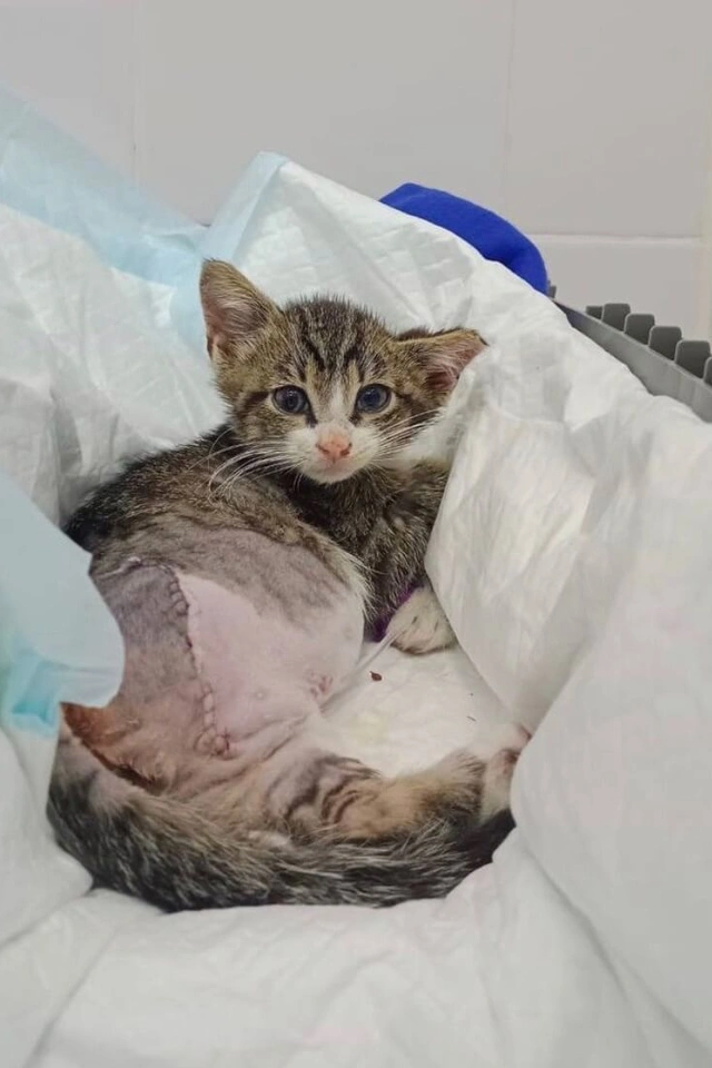 Котенок попал в двигатель пожарной машины фото 2