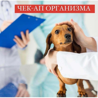 Чек-ап организма или что такое диспансеризация животных?