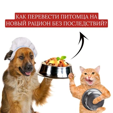Как перевести питомца на новый рацион без последствий?