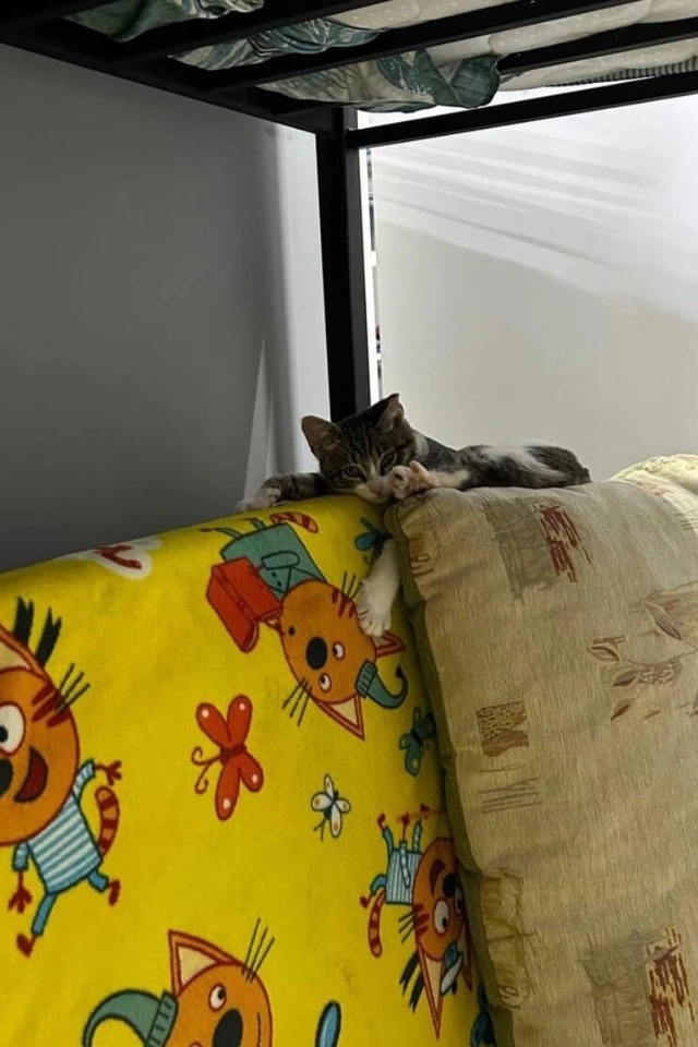 Котенок попал в двигатель пожарной машины фото 6