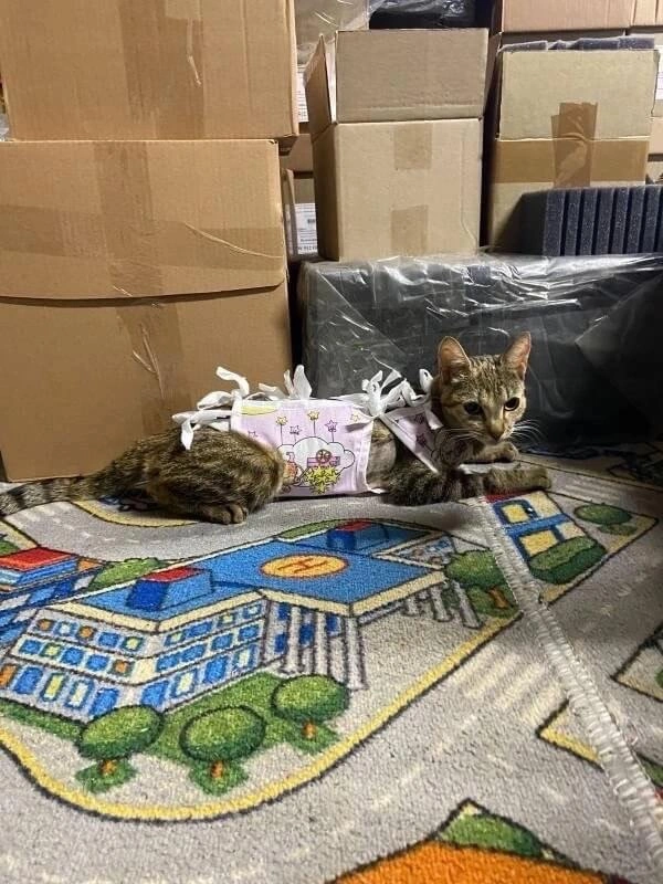 СРОЧНО! В ПОИСКЕ ДОМА фото 2