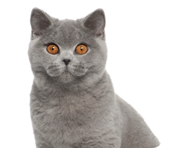 Кастрация кота