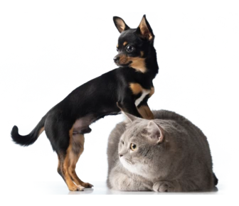 Удаление почки кошкам и собакам