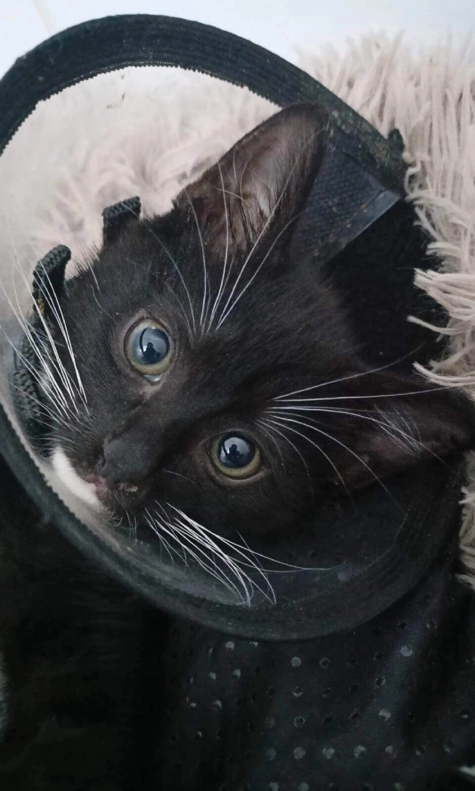 Наш пациент — котёнок Воха