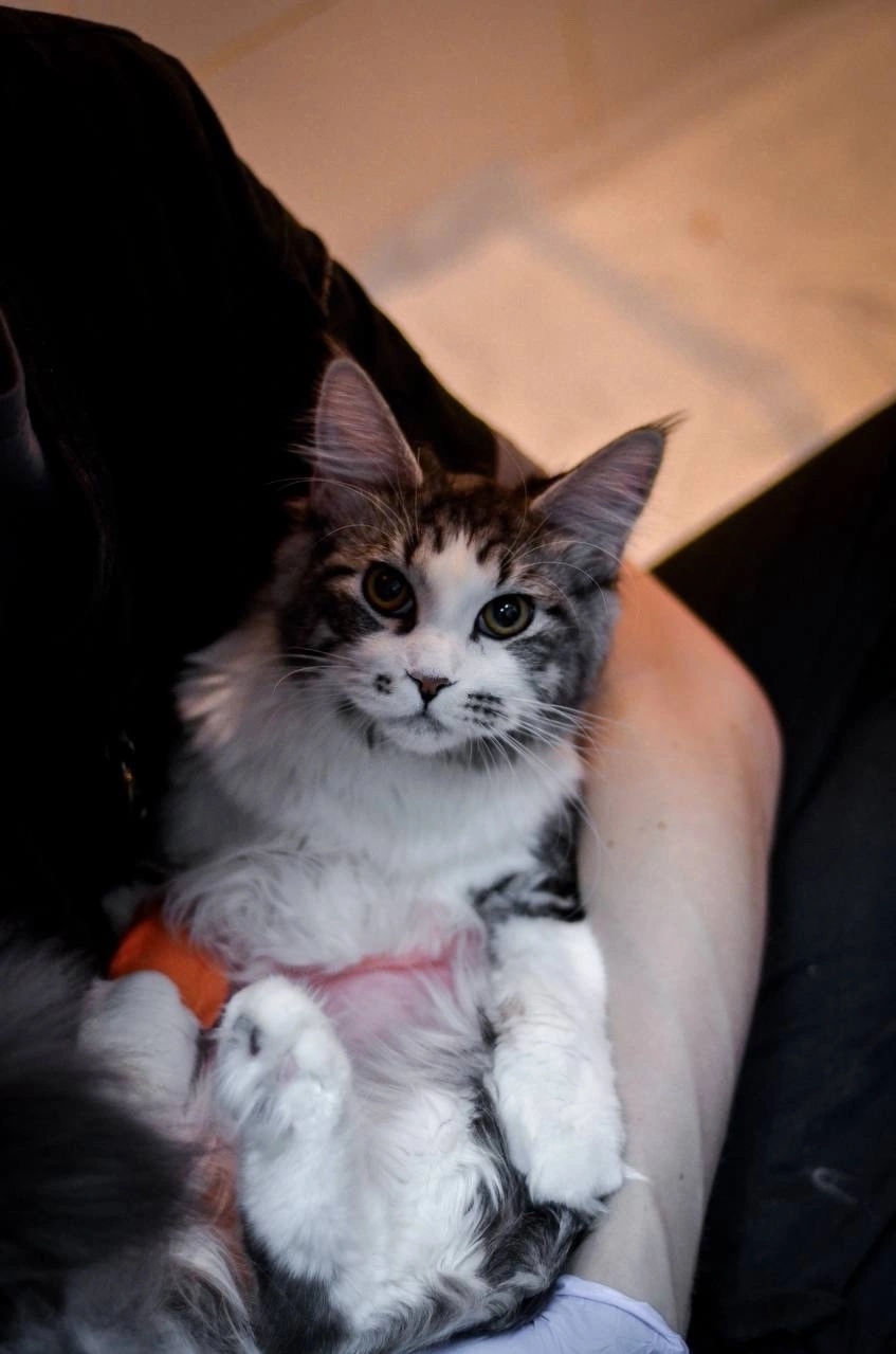 Кошка съела инородное тело фото 4