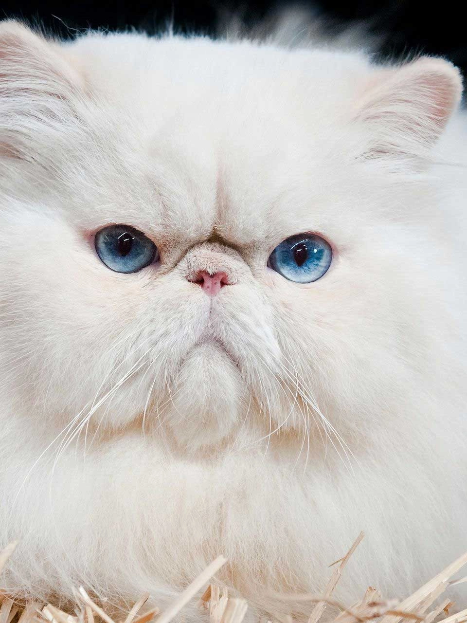 Лечение брахицефалического синдрома фото 5