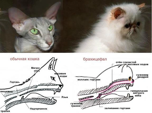 Лечение брахицефалического синдрома фото 3