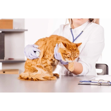 Лейкоз у кошек