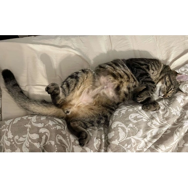 Диабет у кота