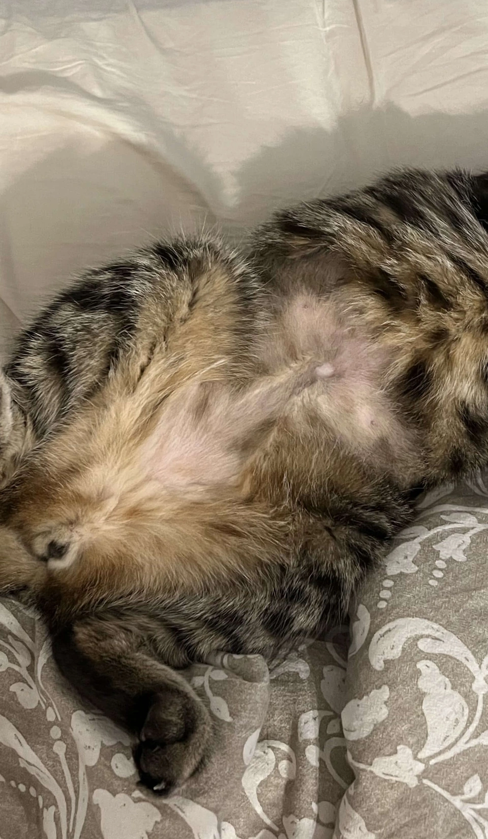 Диабет у кота фото 3