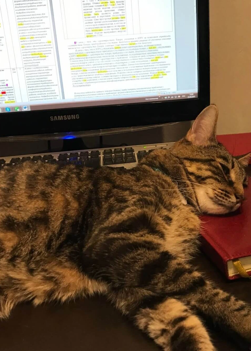 Диабет у кота фото 2