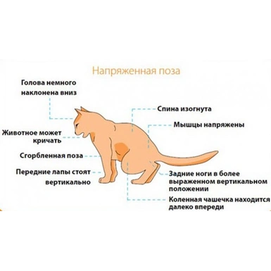 От чего возникает мочекаменная болезнь у кошек