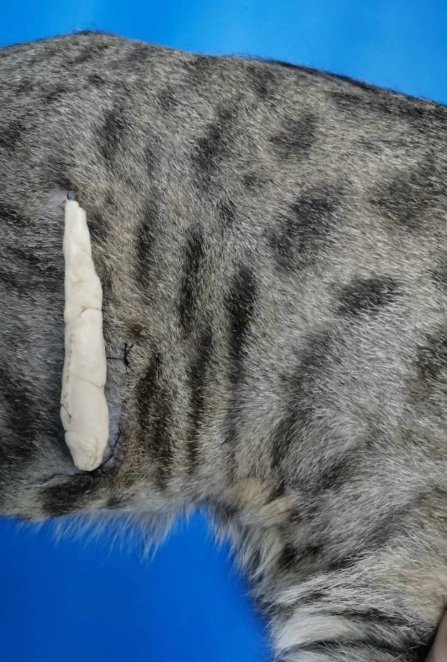 Падение котенка из окна фото 4