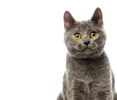 Стоматология