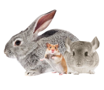 Ратолог