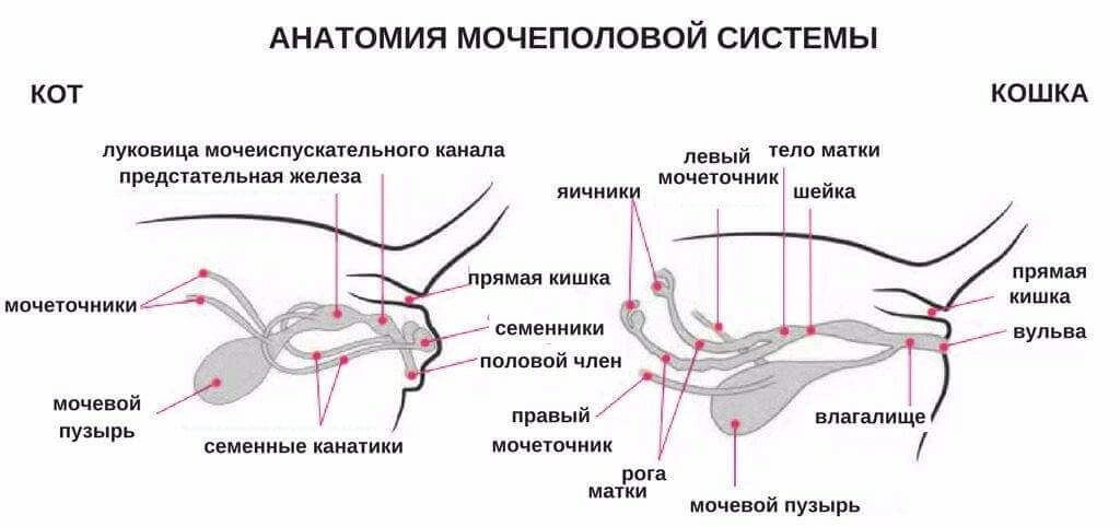 УЗИ репродуктивной системы животным фото 2