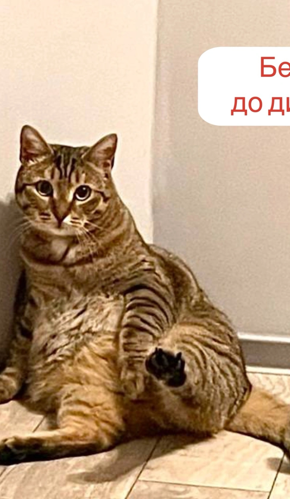 Снижение веса у кошки Беси фото 1