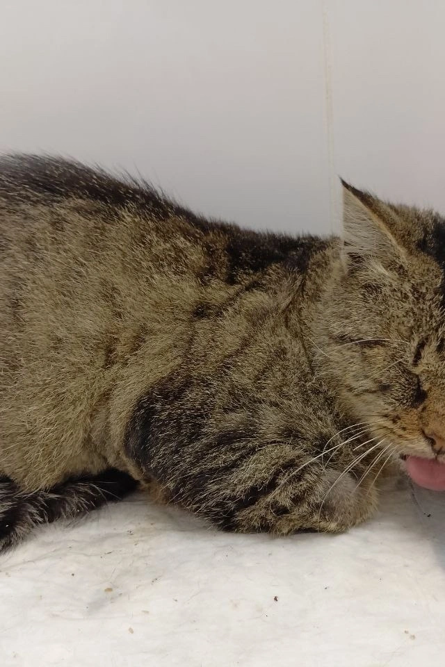 Спасение бездомного котика фото 2