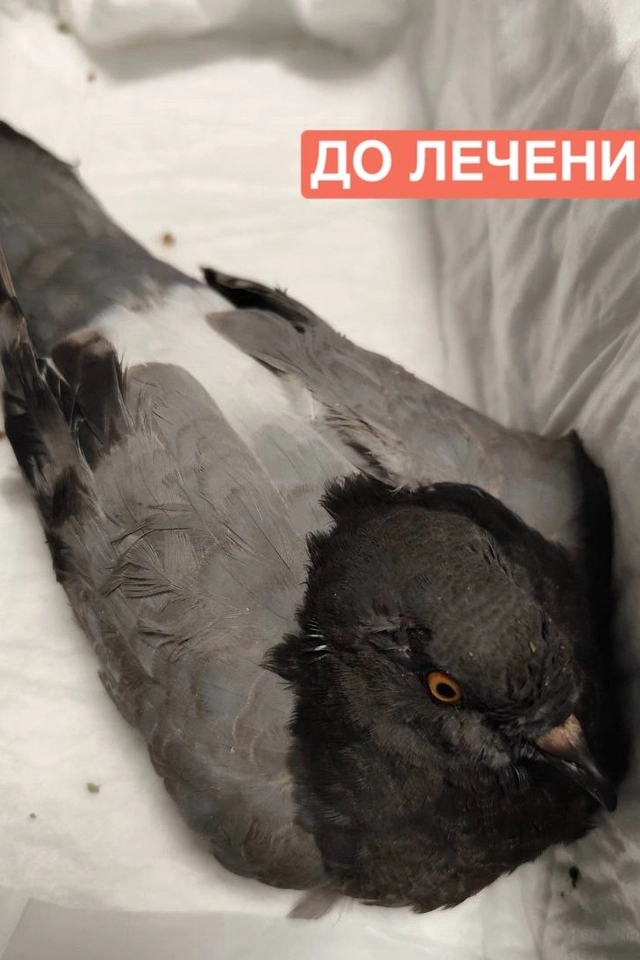 Спасение голубя в критическом состоянии фото 1