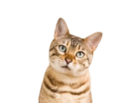 УЗИ животным