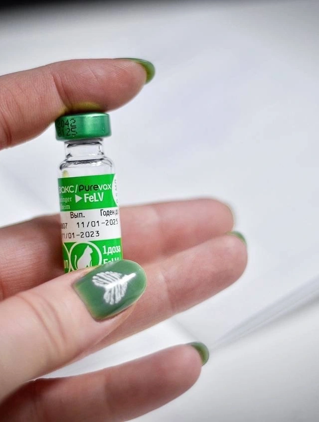 Вакцинация кошек от вирусного лейкоза фото 4