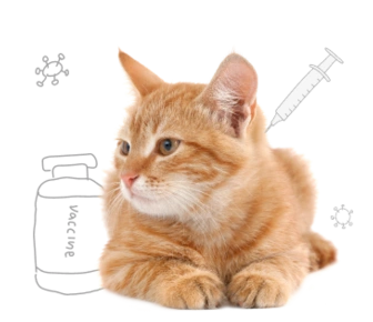 Вакцинация кошек