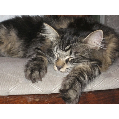 Удушение кота ошейником